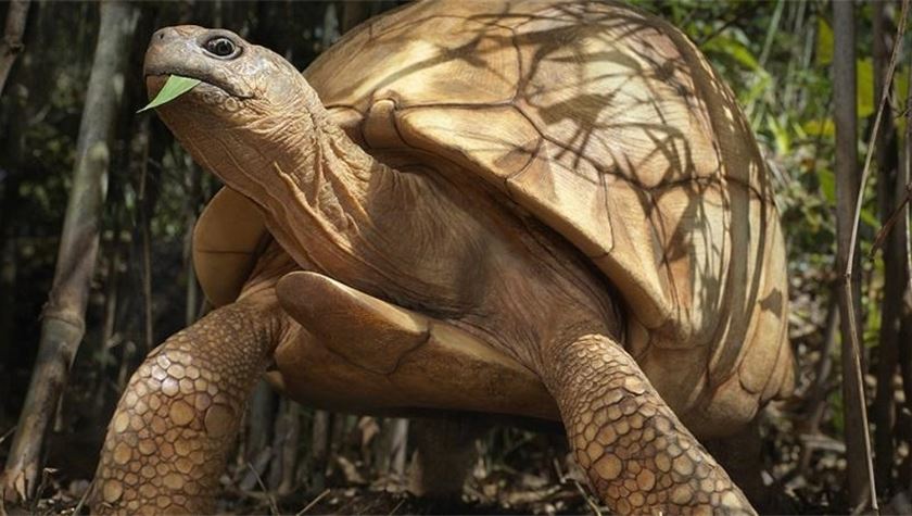 EU must push for strong action to save angonoka tortoise