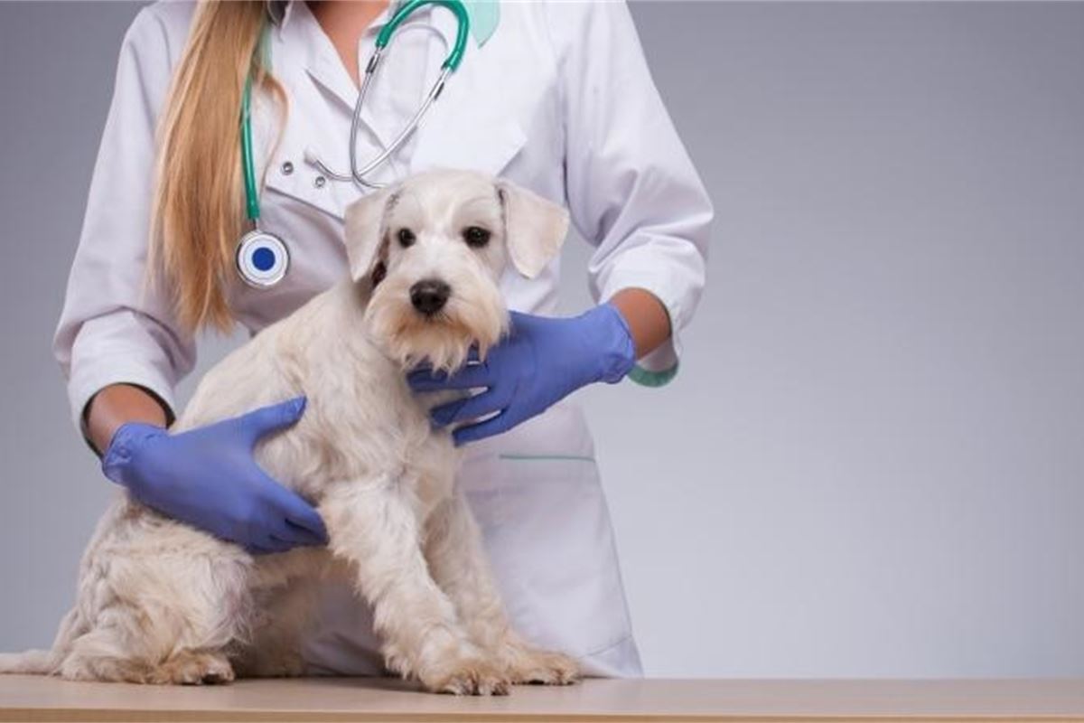 Animal vaccination best sale