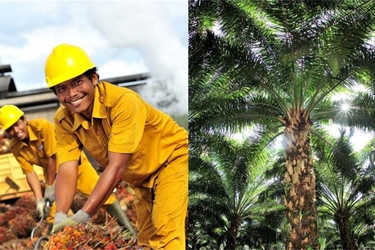 Indonesia Palm Oil Industry Defends Environmental Record