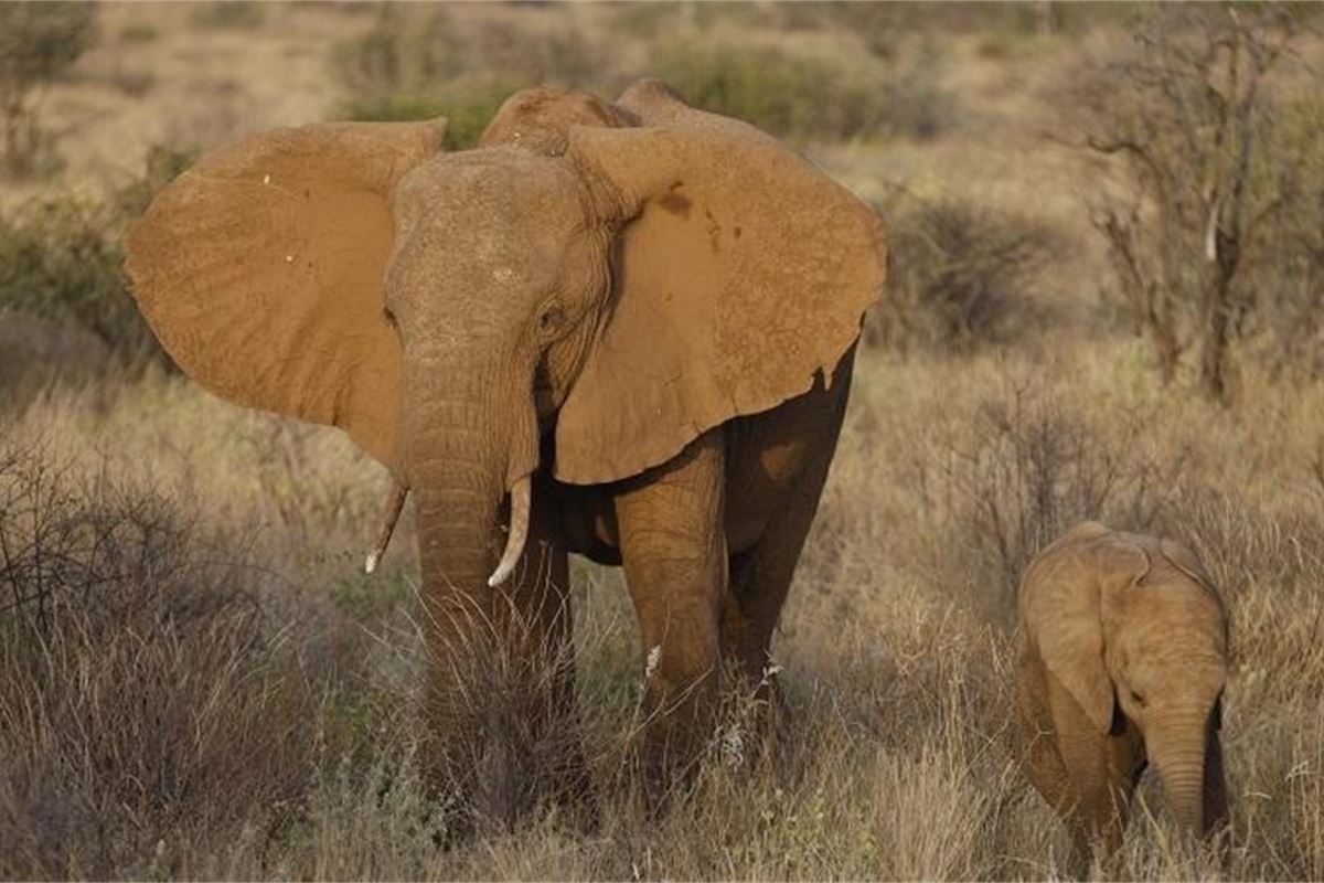 Without Crackdown On Ivory Trade Elephants Could Be Extinct Within 25   18103 Original 